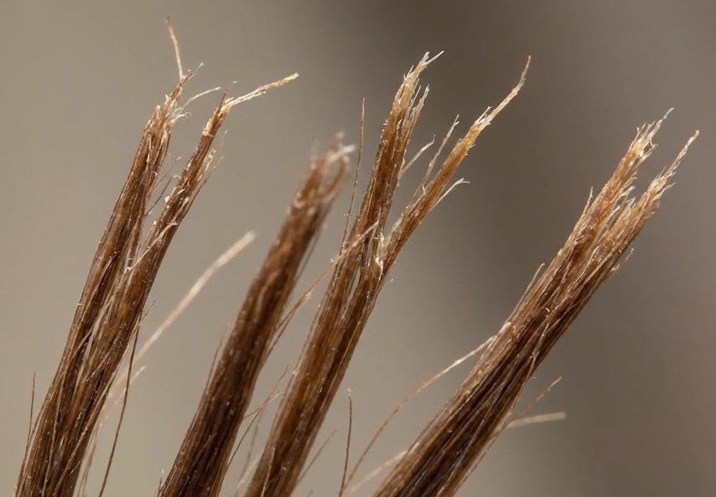 Roztřepené konečky